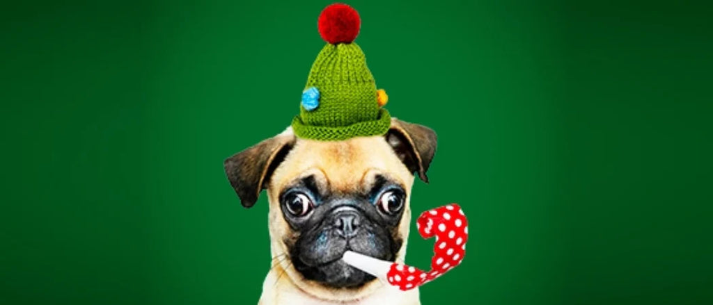 8 Tips for taking the perfect photo of your pet