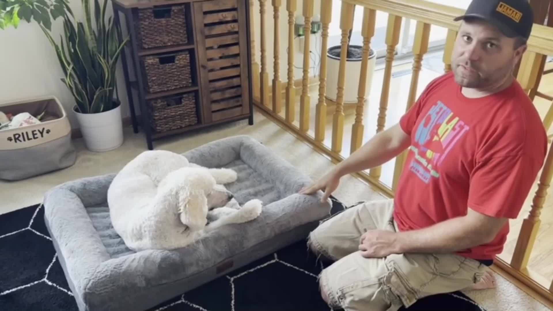 Extra Large Plush Orthopedic Dog Bed with Bolster