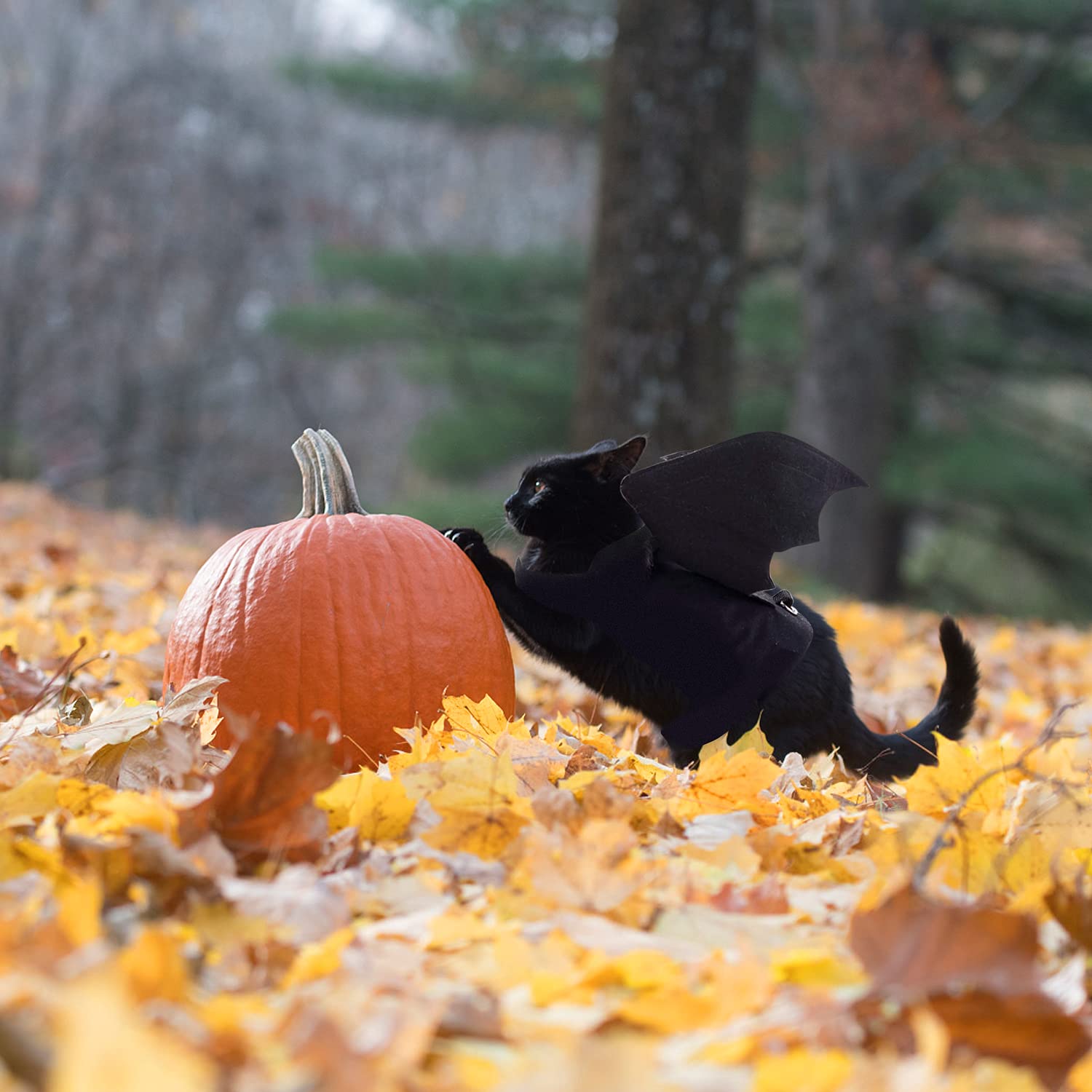 Halloween Bat Wings Pet Costumes for Halloween Party