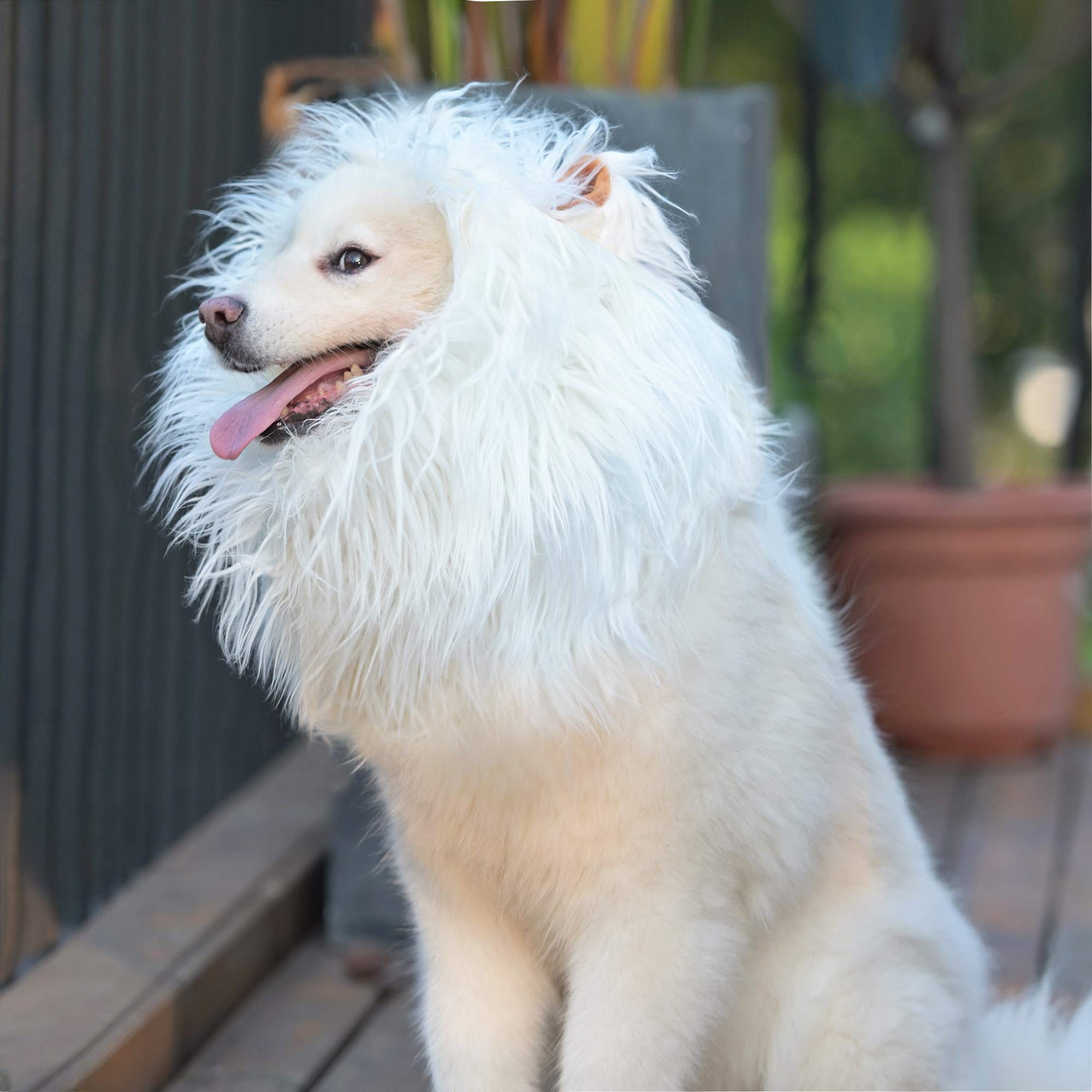 Lion Mane Wig for Dogs with Ears, Funny Pet Costumes for Halloween