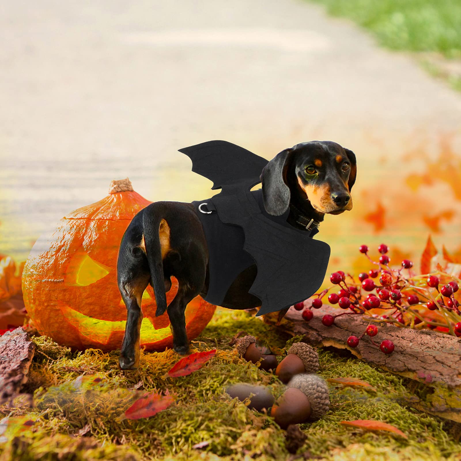 Halloween Bat Wings Pet Costumes for Halloween Party