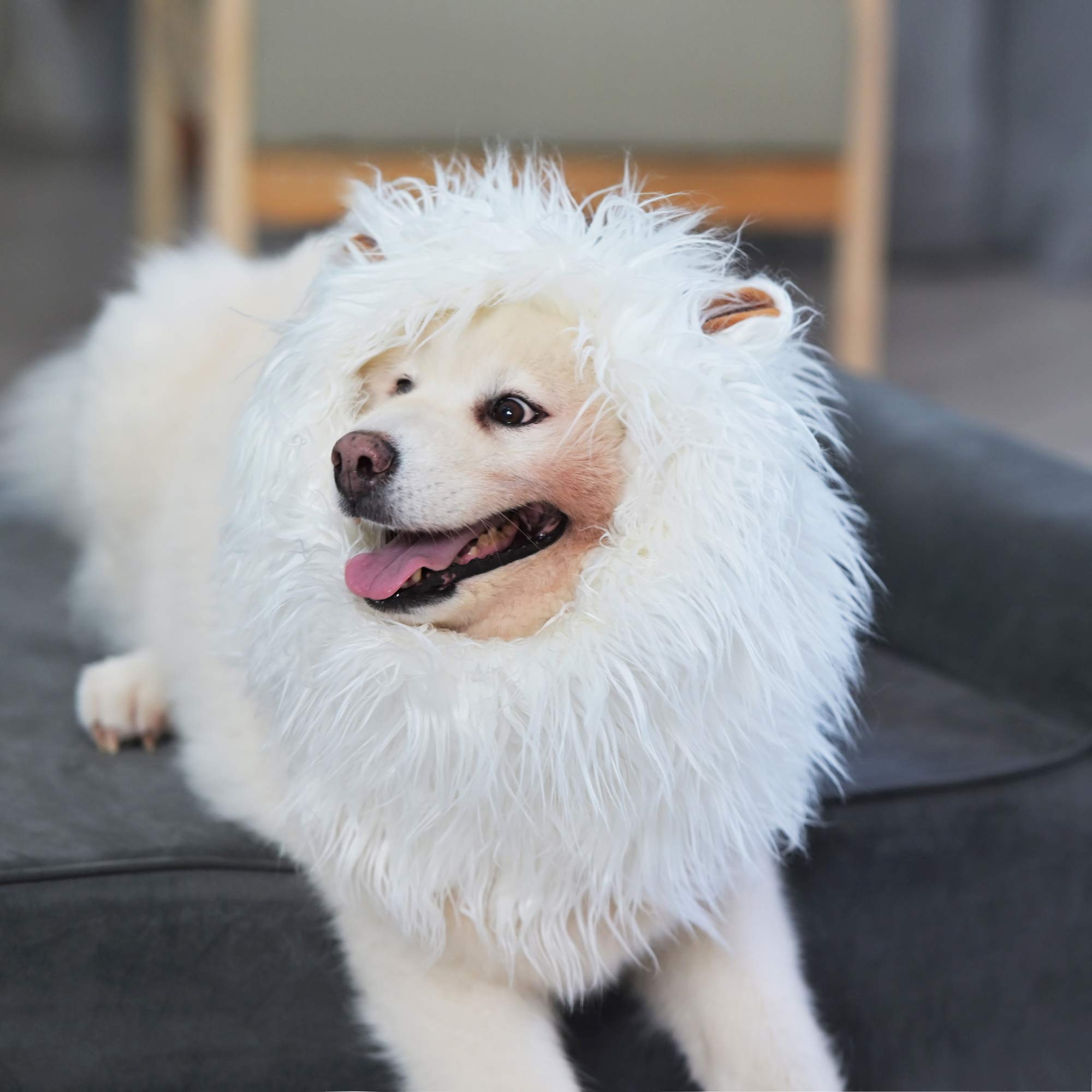 Lion Mane Wig for Dogs with Ears, Funny Pet Costumes for Halloween