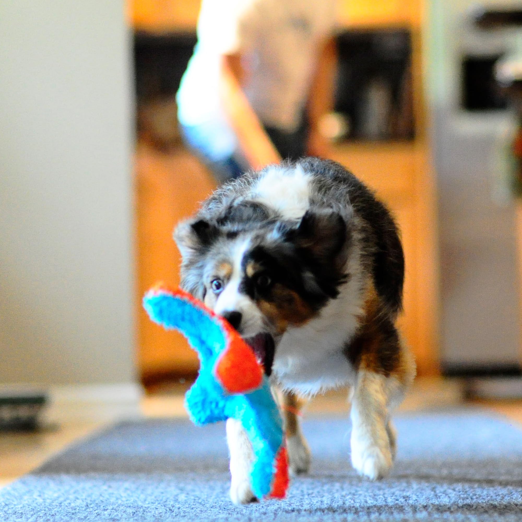 Chuckit! Indoor Fetch Ball Dog Toy for Dogs , 4.75 Inch