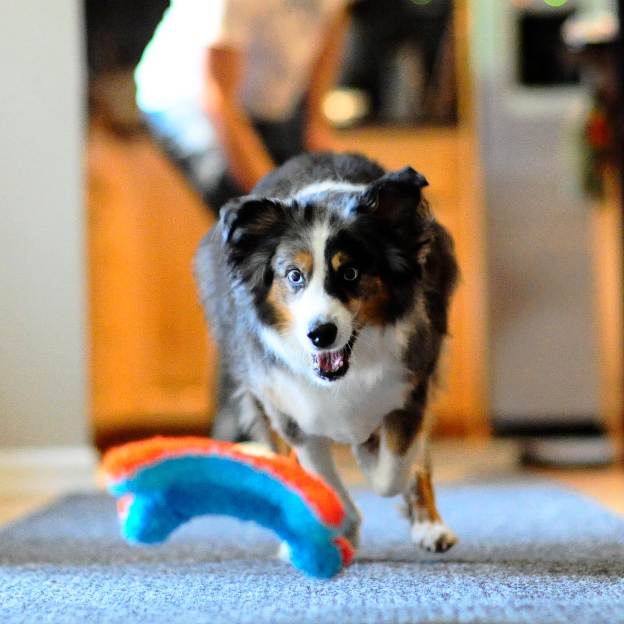 Chuckit! Indoor Fetch Ball Dog Toy for Dogs , 4.75 Inch