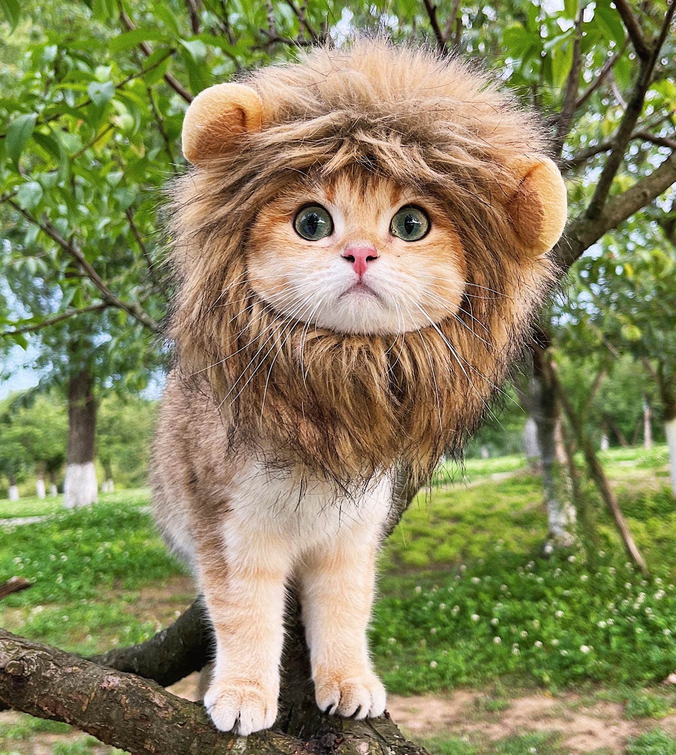 Pet Adjustable Washable Comfortable Fancy Lion Hair Cat Clothes