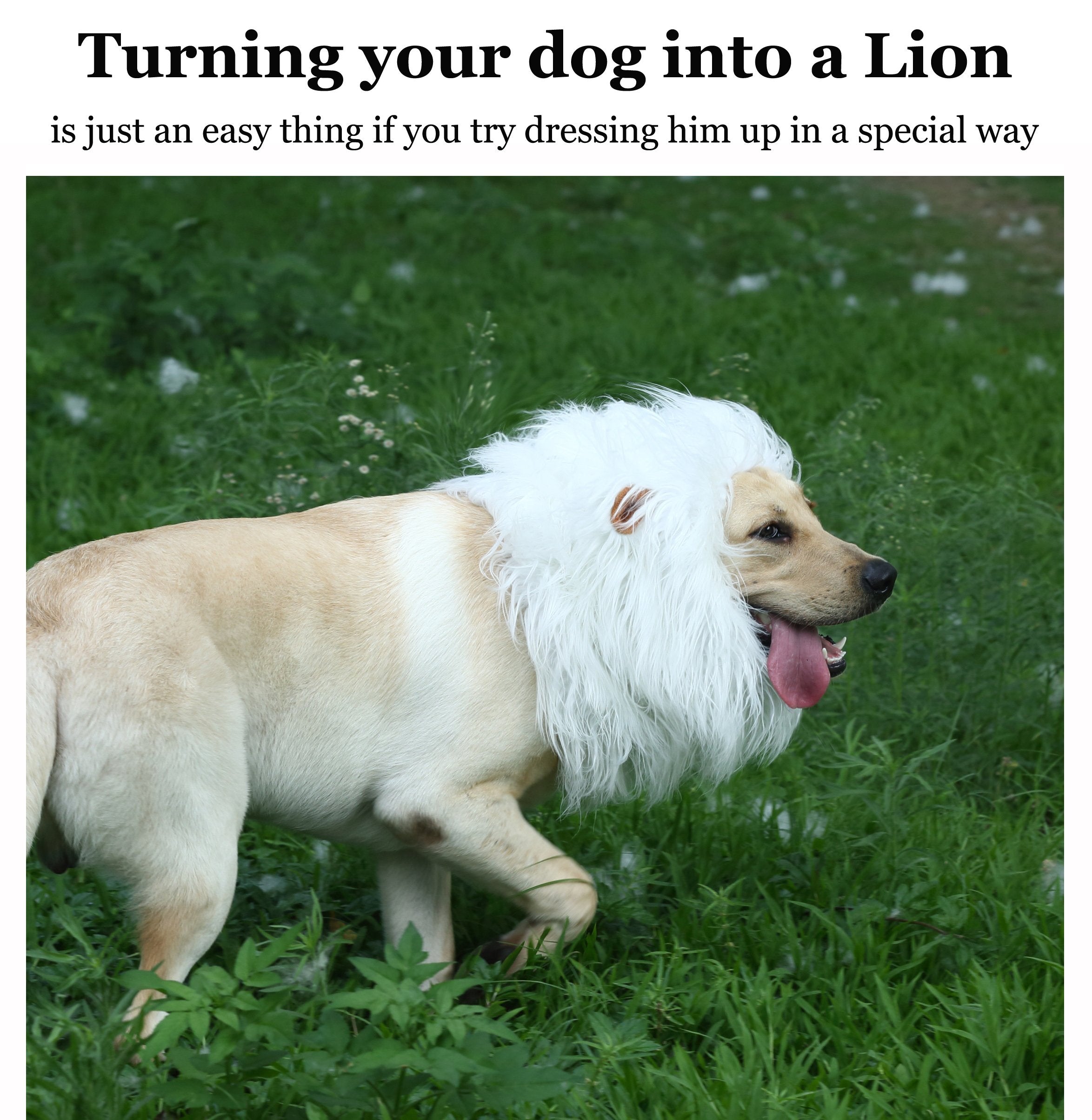 Lion Mane Wig for Dogs with Ears, Funny Pet Costumes for Halloween
