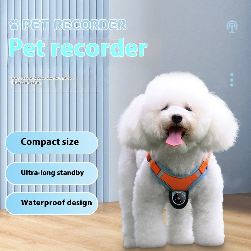 Dogs And Cats Viewing Angle Motion Recording Camera Action