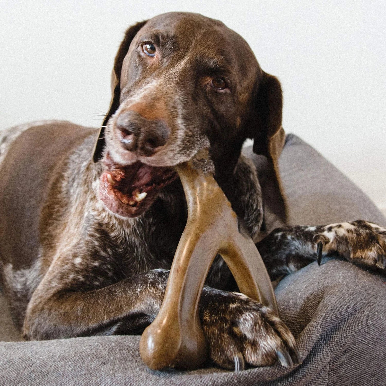 Dog Chews Bacon Flavor Real Bone Shape