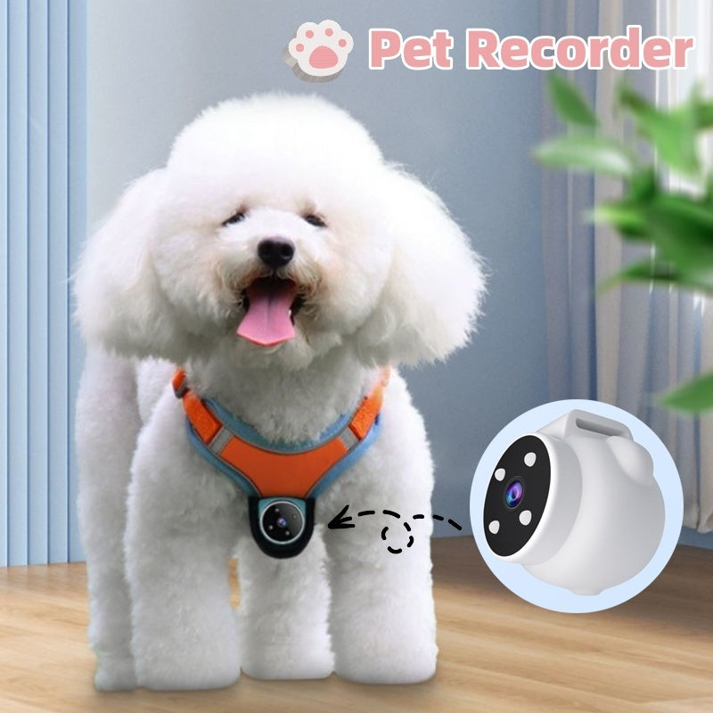 Dogs And Cats Viewing Angle Motion Recording Camera Action