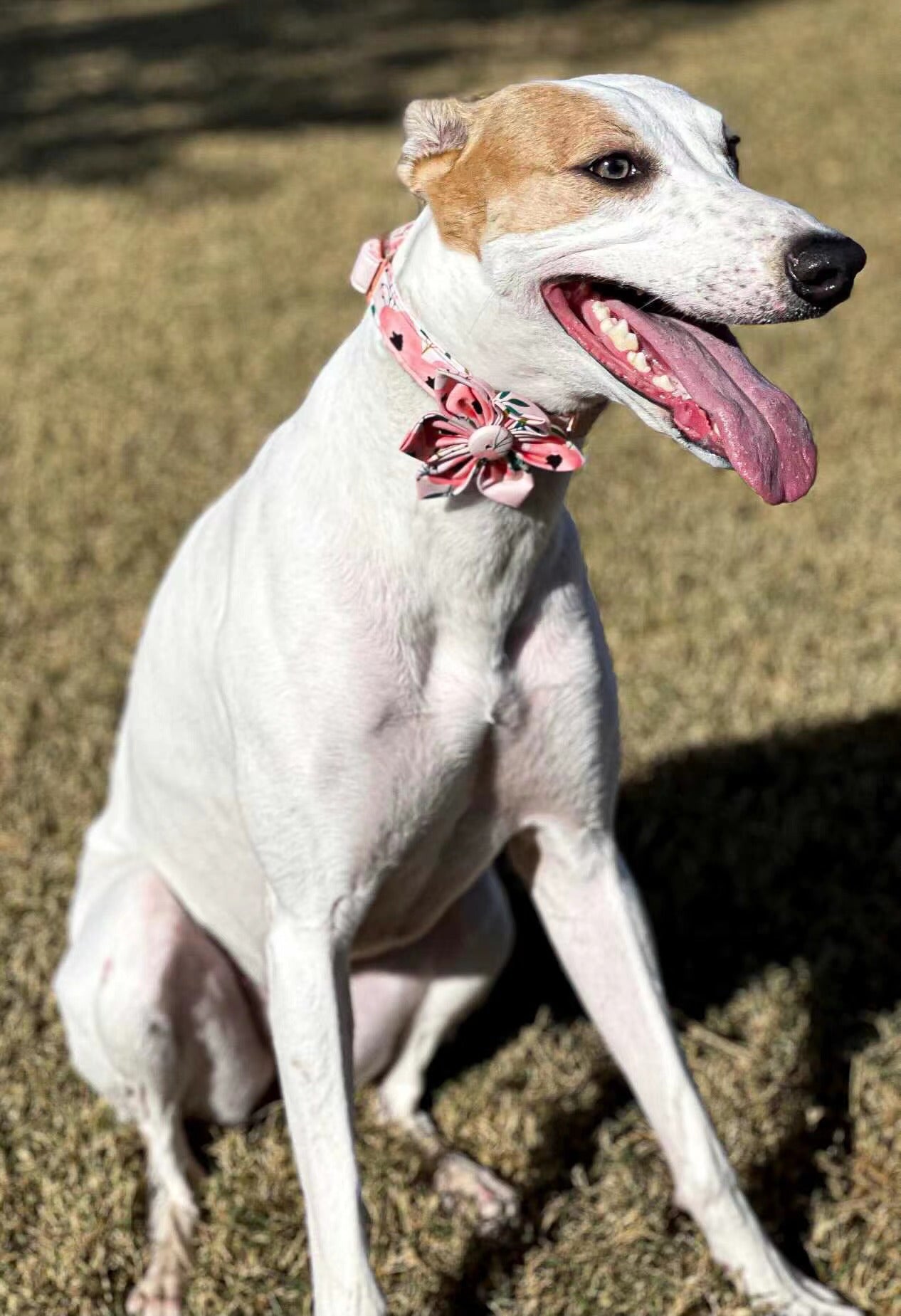 Elegant Adjustable Dog Collar with Bowtie