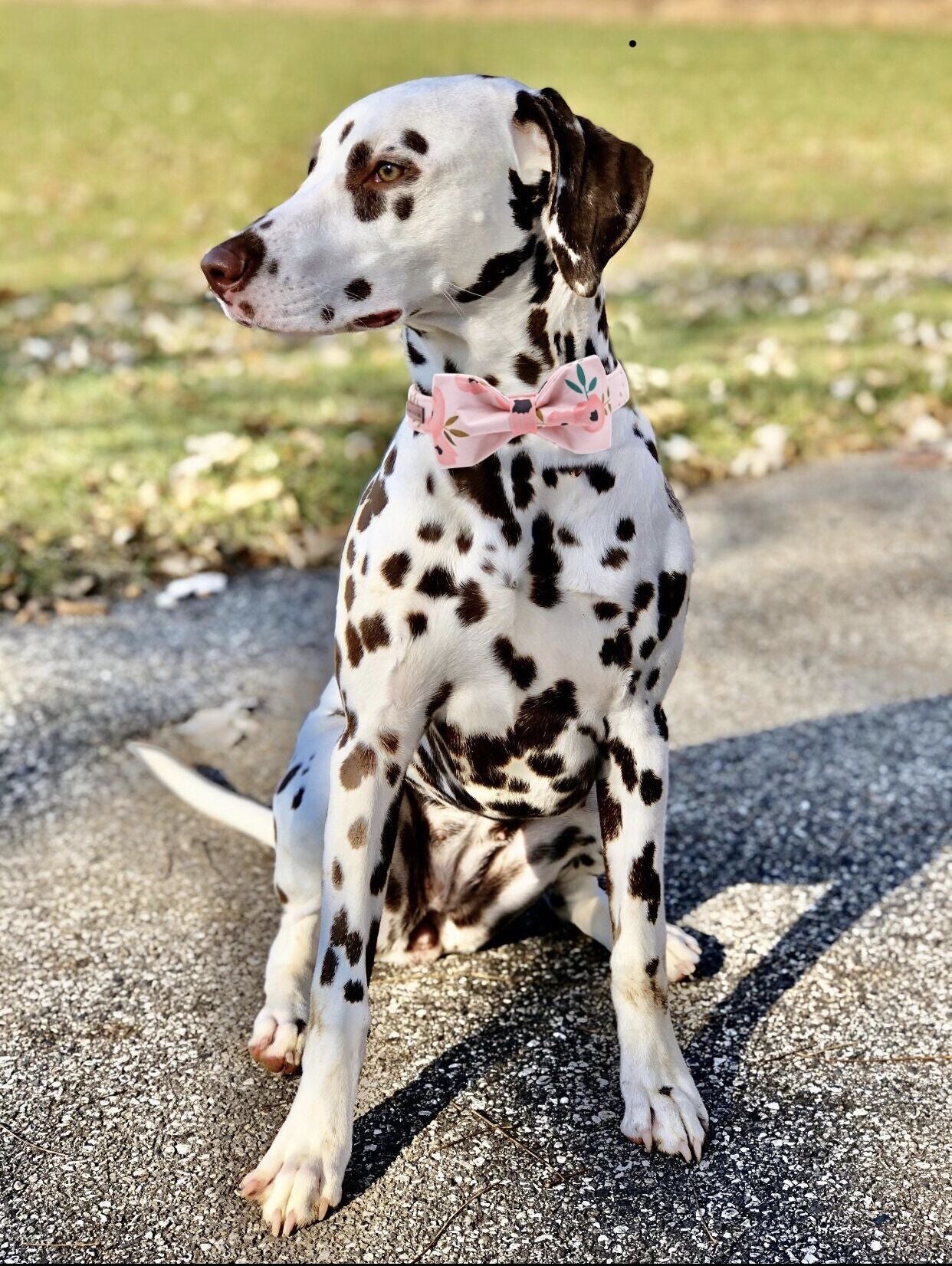 Elegant Adjustable Dog Collar with Bowtie