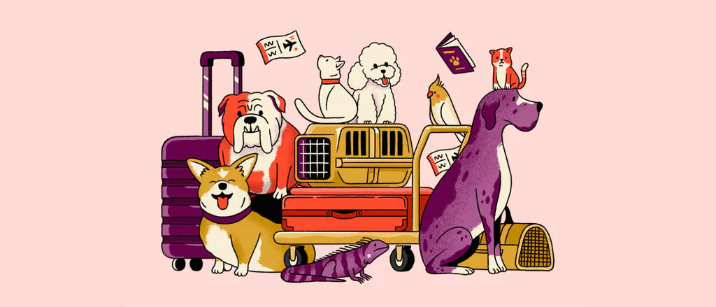 How to Choose a Foldable Travel Bag for Pets: What to Look for Before You Buy!