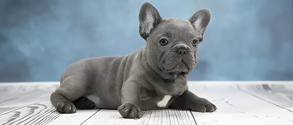 Easy ways to teach your dog tricks
